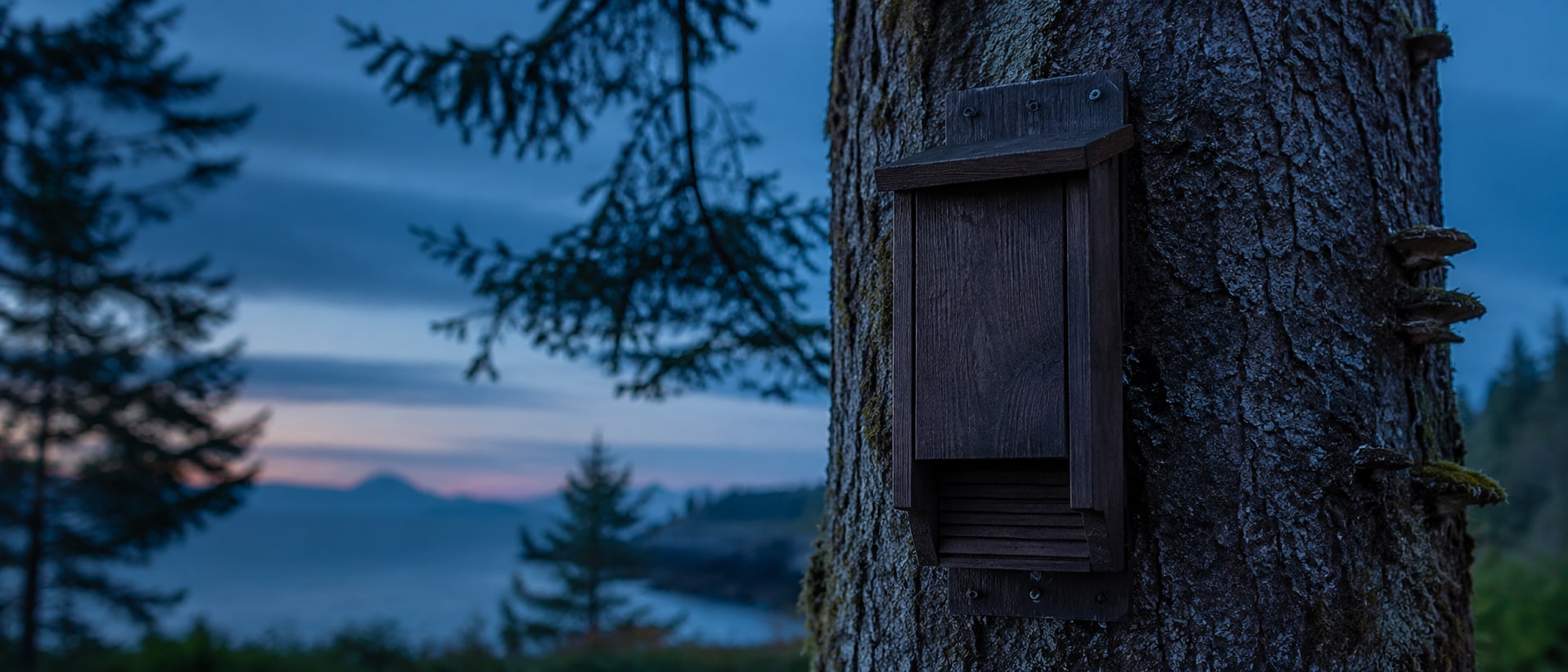 Bat house mounted on a tree at blue hour in coastal British Columbia