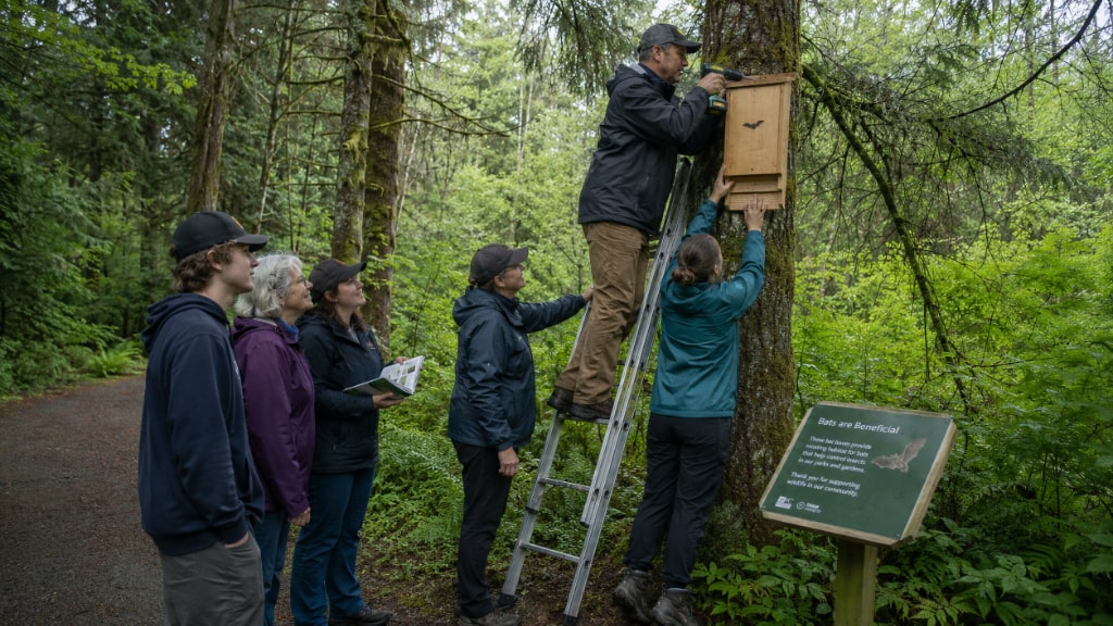 Community volunteers installing a bat box in a forested park in British Columbia