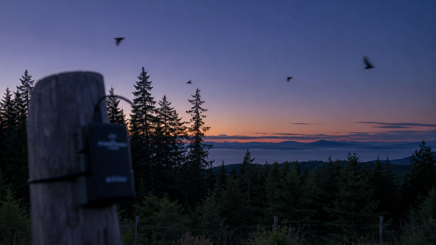 Bats in flight at dusk over a BC forest with a bat-monitoring detector on a fence post